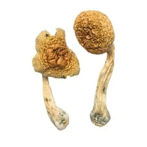 magic mushrooms